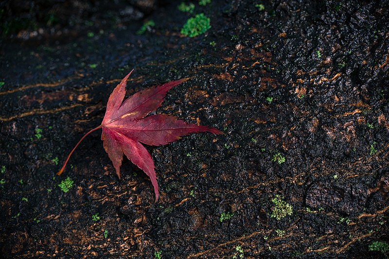 File:Autumn Leaf (53802972).jpeg