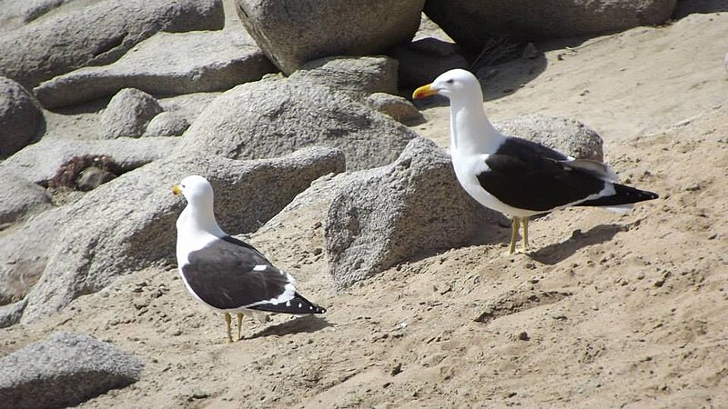 File:Aves, Playa a Virgen.jpg