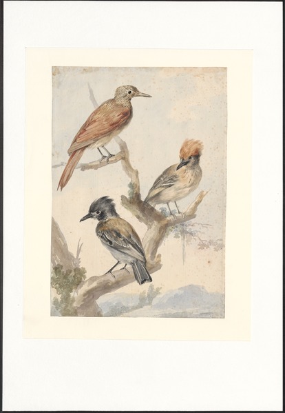 File:Aves - 1760 - Print - Iconographia Zoologica - Special Collections University of Amsterdam - UBA01 IZAA100282.tif