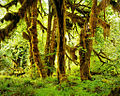 Thumbnail for Hoh Rainforest