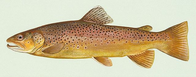 Salmo trutta fario - Wikipedia