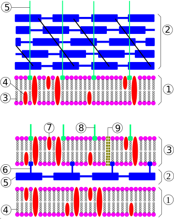 Embolcall cel·lular