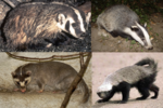 Thumbnail for File:BadgerCollage.png