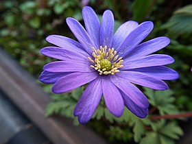 Anemone blanda