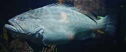 Baltimore Aquarium - Mycteroperca bonaci - 1.jpg