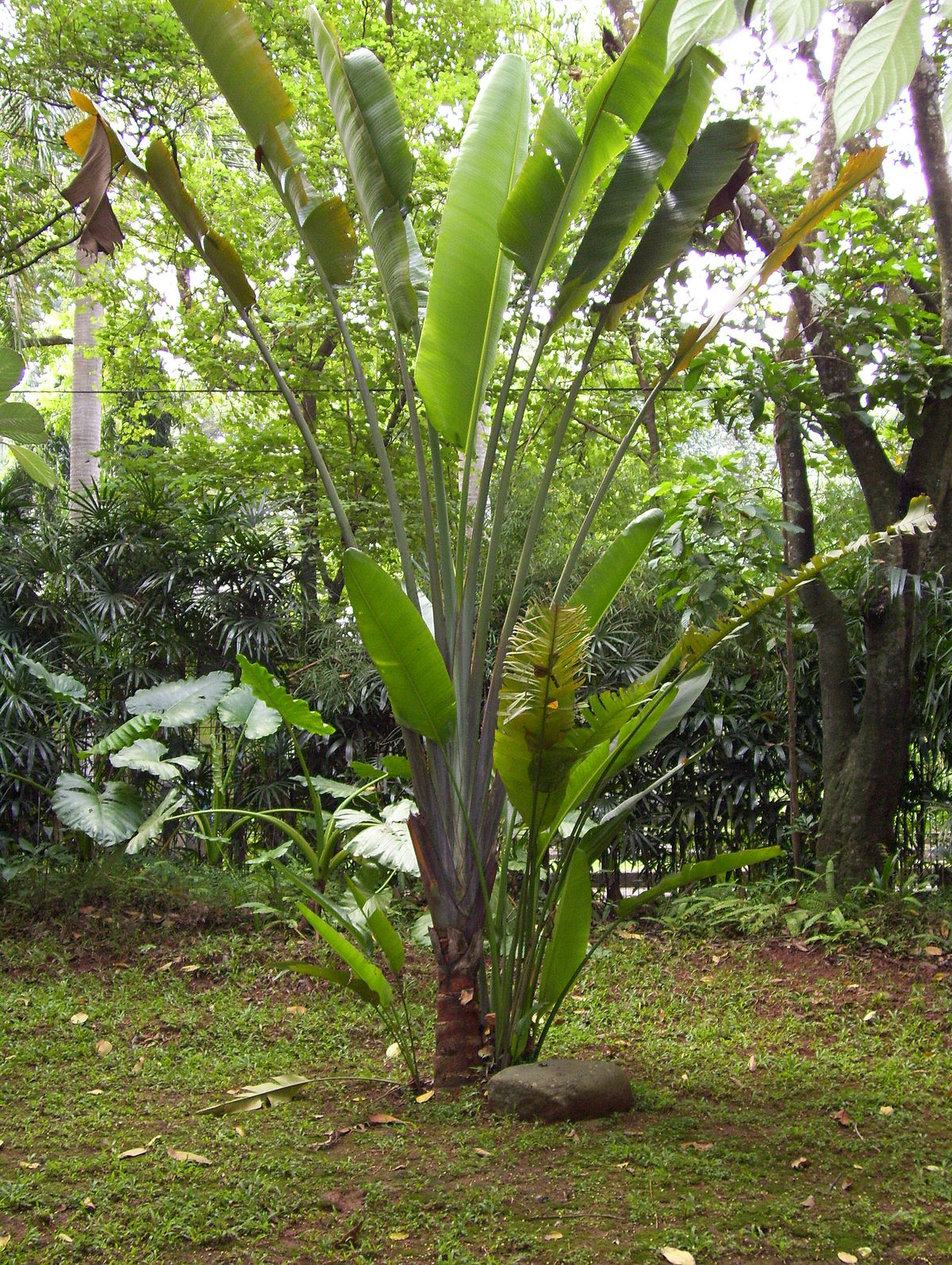 Pisang Kipas Wikipedia bahasa Indonesia ensiklopedia bebas