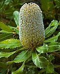 Vignette pour Banksia serrata