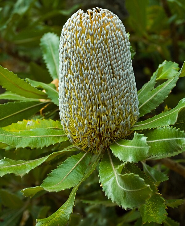 Flowers of Banksia serrata in late bud, before flowers have opened