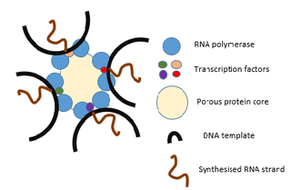 Transcription factories Sites in the cell nucleus where DNA transcription occurs