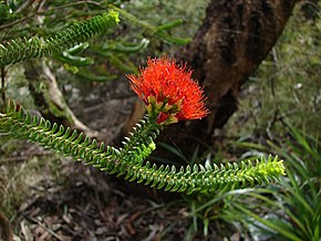 Beskrivelse af Beaufortia squarrosa Flowers.jpg billede.