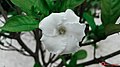 Beautiful white flower closeup by Mushfiqur Rahman Abir.jpg