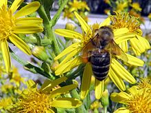 Bee Flower Greece.JPG