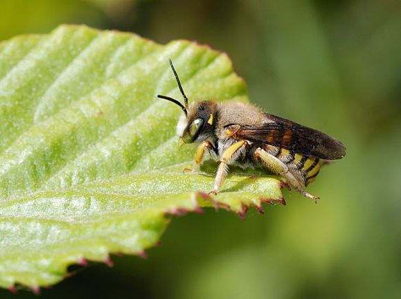 Anthidium sp. bee