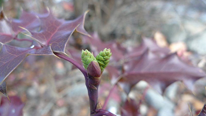 File:Berberis aquifolium 3.jpg