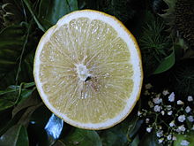 Bergamot Orange Wikipedia