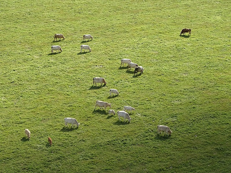 File:Bernartice, rozhledna Březinka, pohled na pastvinu pod rozhlednou, protisvětlo.jpg