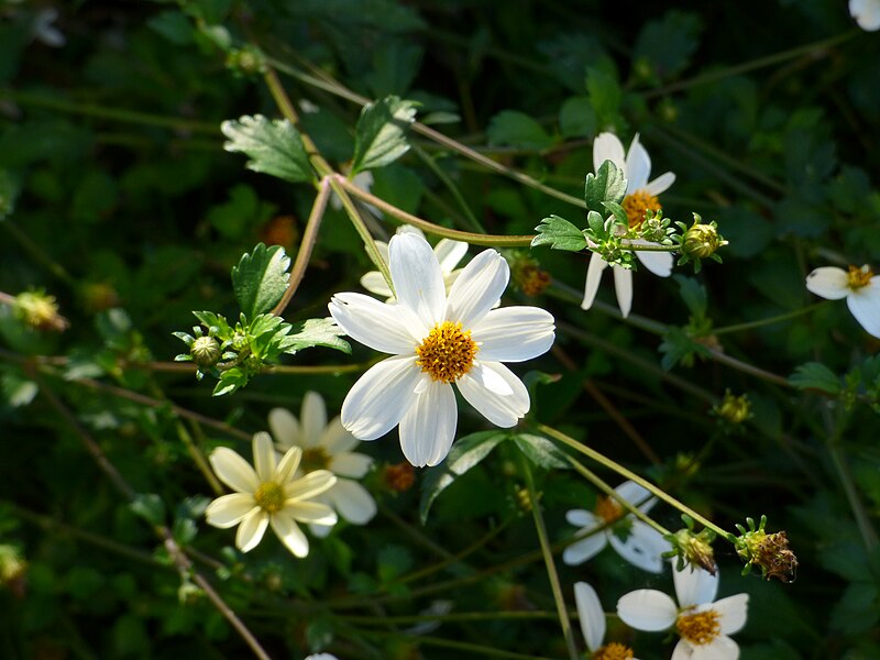 File:Bidens alba, uczep biały 04.jpg