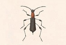 Biologia Centrali-Americana - Dihammophora chontalensis.jpg