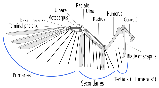 bird wingspan diagram