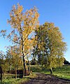 Hänge-Birken mit Herbstlaub