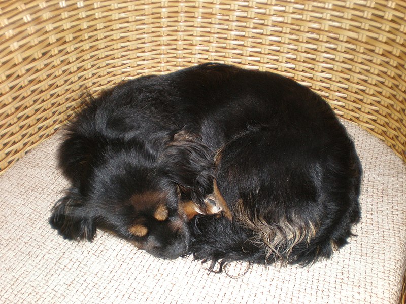 File:Black-brown mixed-breed bitch 2.JPG