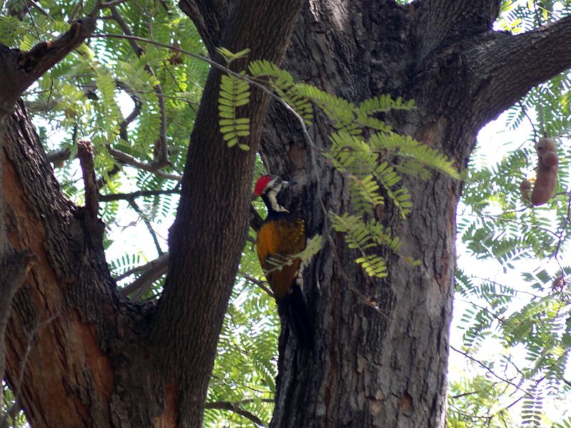 File:Black-rumped Flameback Arumuganeri.JPG