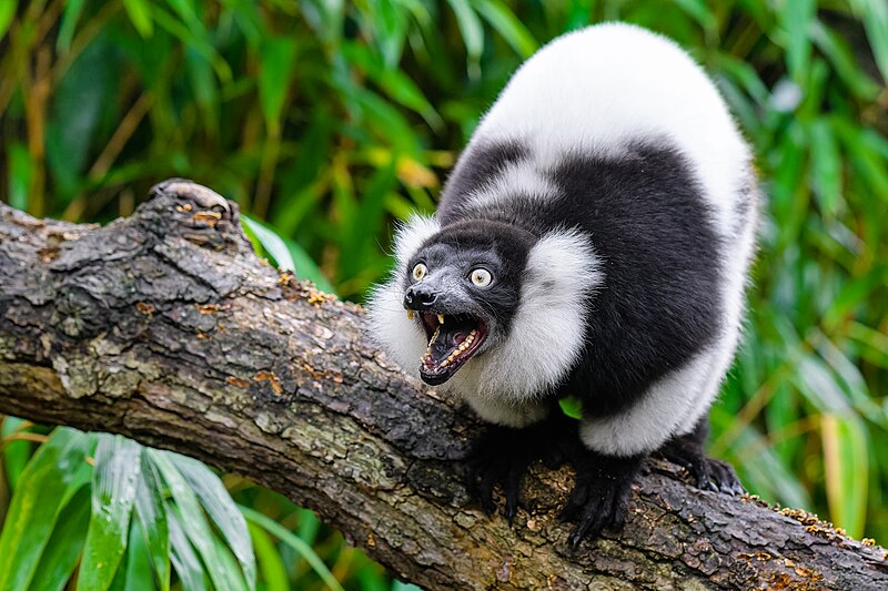 File:Black and white ruffed lemur - 52673767993.jpg