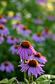 * Nomination Purple Coneflower -- Sixflashphoto 01:00, 16 July 2018 (UTC) * Promotion Good quality. -- Johann Jaritz 01:52, 16 July 2018 (UTC)