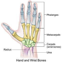 Skeletal anatomys of the hand.