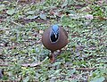 Blue-headed Quail-dove Starnoenas cyanocephala - Flickr - gailhampshire (1).jpg