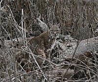 Bobcat at AQ.jpg