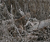 Un lynx roux dans l'environnement hivernal, à Almaden Quicksilver County Park (en), en Californie.