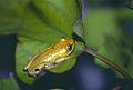 Boettger's Reed Frog (Heterixalus boettgeri) (9589005869).jpg