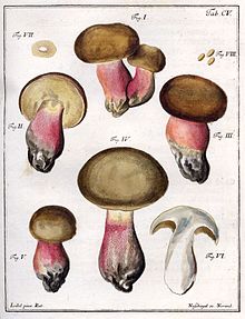 Vijf tekeningen van Boletus olivaceus te voet, één van een kopje, één van een spore en een voorstelling van de sporen.