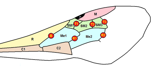 Legenda    Vleugeladering (rode cirkels)  B = Basaalader T1 = Eerste transcubitale ader T2 = Tweede transcubitale ader  T3 = Derde transcubitale ader R1 = Eerste ruccentale ader R2 = Tweede ruccentale ader  Vleugelcellen (gekleurde vlakken)  R = Radiale cel P = Pterostigma M = Mediale cel  SM1 = Eerste submarginale cel SM2 = Tweede submarginale cel SM3 = Derde submarginale cel