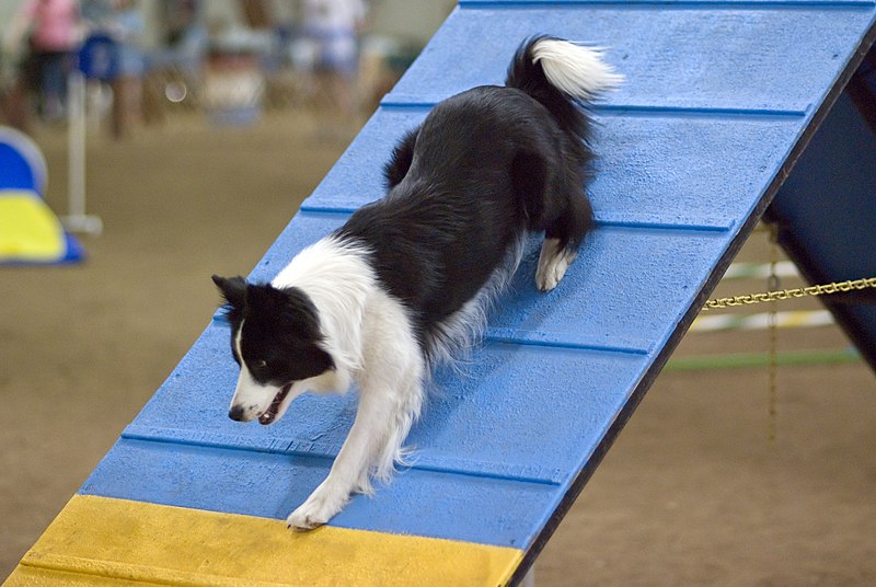 File:Border Collie agility A-frame.jpg