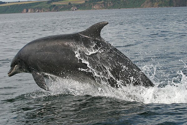 Adult dolphin leaping in the firth