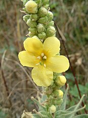 <center>Verbascum phlomoides</center>