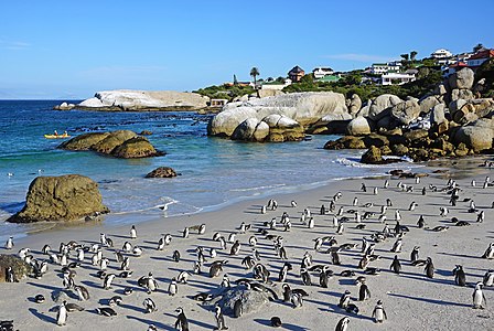 African penguins (Spheniscus demersus), Boulders Beach, Simon's Town, South Africa.