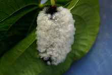 BrachnoidWaspOnGiantLeopardLarva.JPG