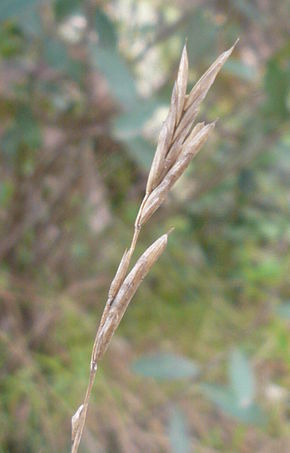 Description de l'image Brachypodium retusum espiga seca.jpg.