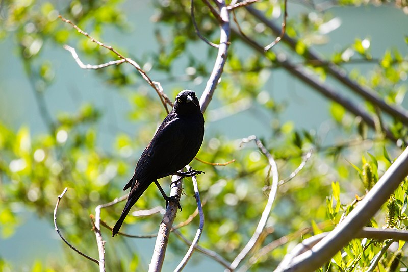 File:Brewer's blackbird (48114521691).jpg
