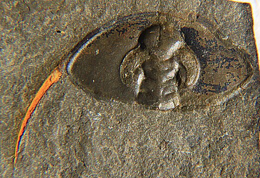 Kopschild van Bristolia mohavensis, 12 mm langs de middenas, karakteristiek zonder oogoppervlak