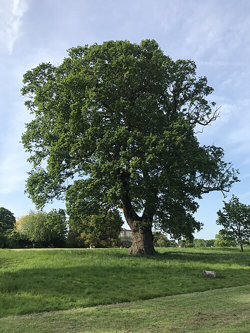 Quercus robur habit