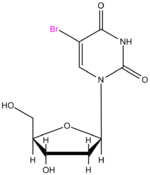 Illustrasjonsbilde av artikkelen Bromodeoxyuridine