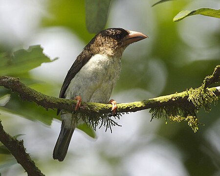 Fail:Brown_Barbet_(Calorhamphus_fuliginosus_hayii).jpg