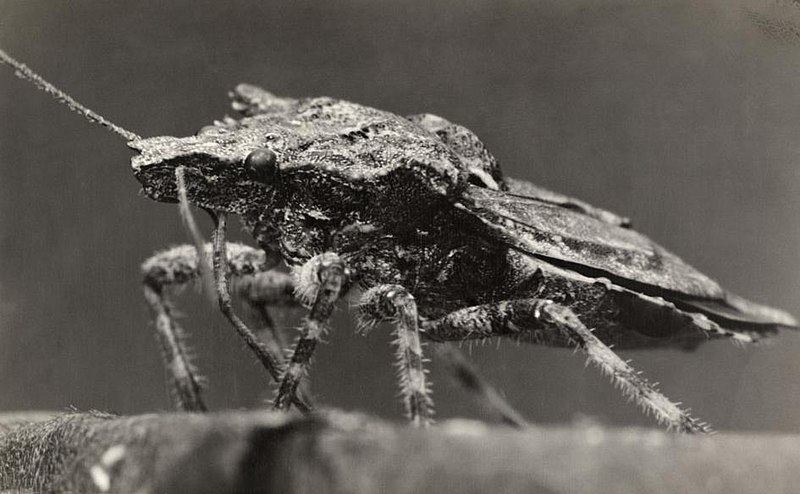 File:Brown marmorated stink bug, 1913.jpg