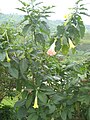 Brugmansia suaveolens