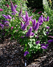 Buddleja davidii 'Peacock' 2.jpg