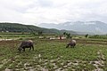 Buffalo grazing in field.jpg